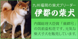 九州福岡の柴犬ブリーダー「伊都の豆柴」：内閣総理大臣賞「徹錦号」の筑前重松荘です。元気な柴犬子犬を販売しています。
